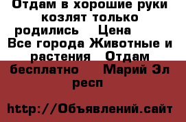 Отдам в хорошие руки козлят.только родились. › Цена ­ 20 - Все города Животные и растения » Отдам бесплатно   . Марий Эл респ.